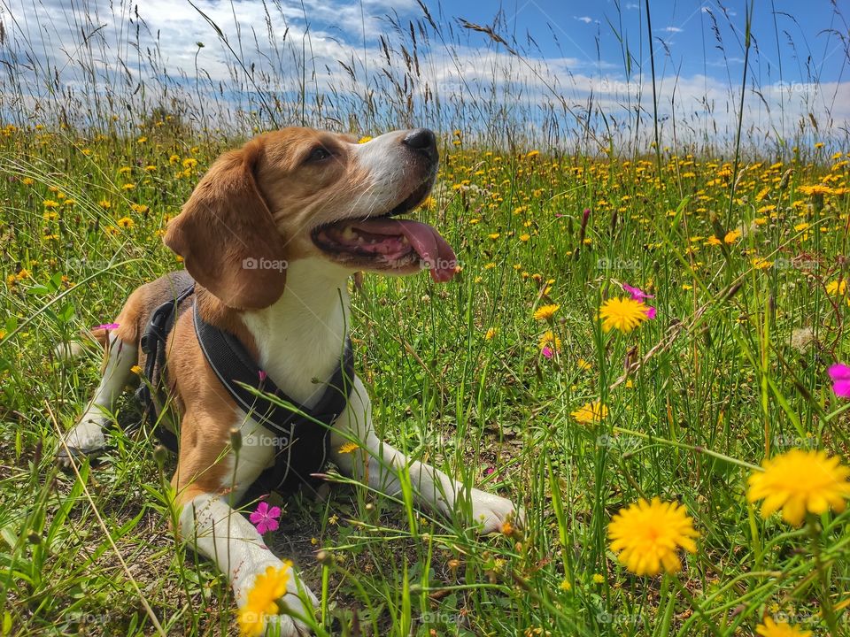 dog in meadow