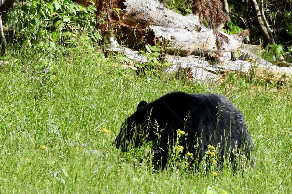 Young black bear grazing in a field