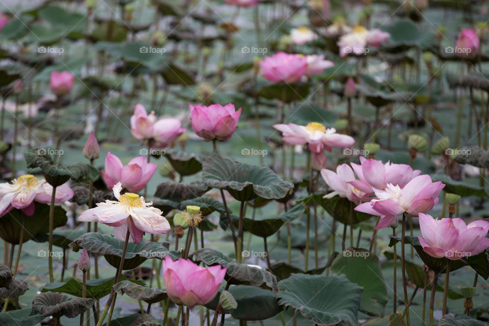 Lotus in the pond