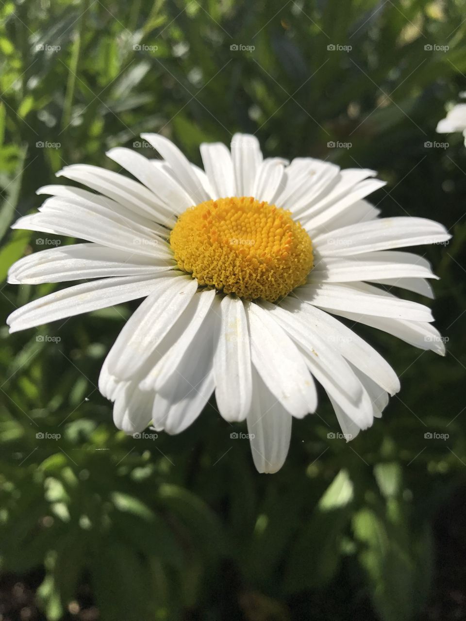 Up close daisy
