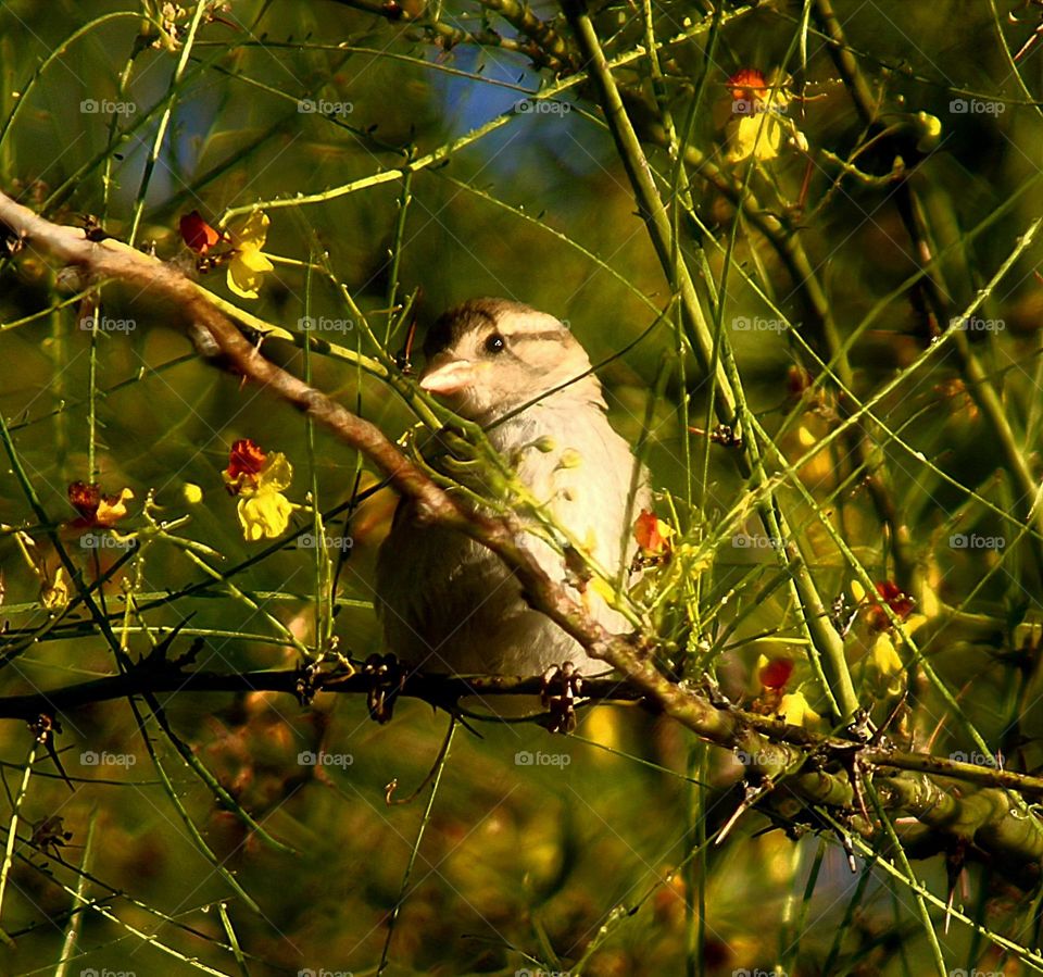 Tiny Bird in Spring Branches