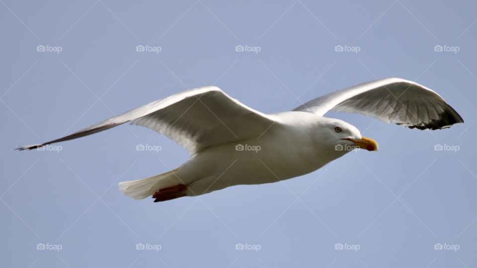 Seagull