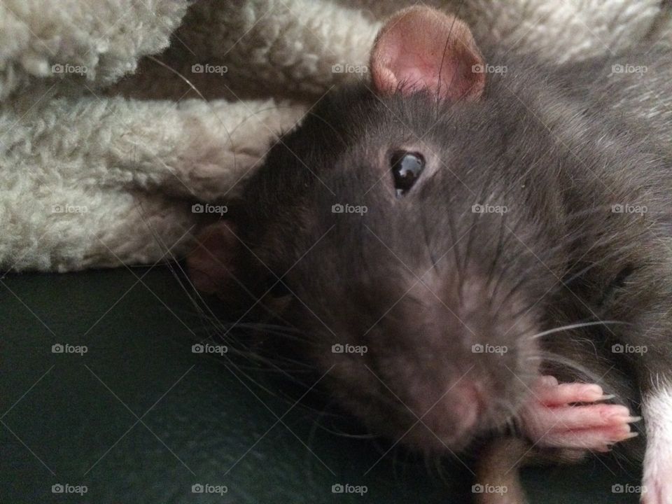 Rat