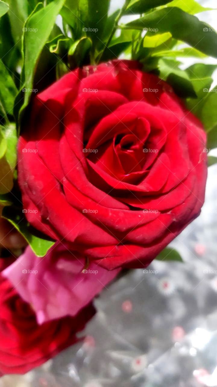 So nice, beautiful,and best red colour rose and so big look and so nice red rose