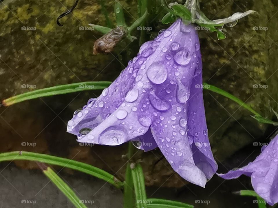 Glockenblume im Regen