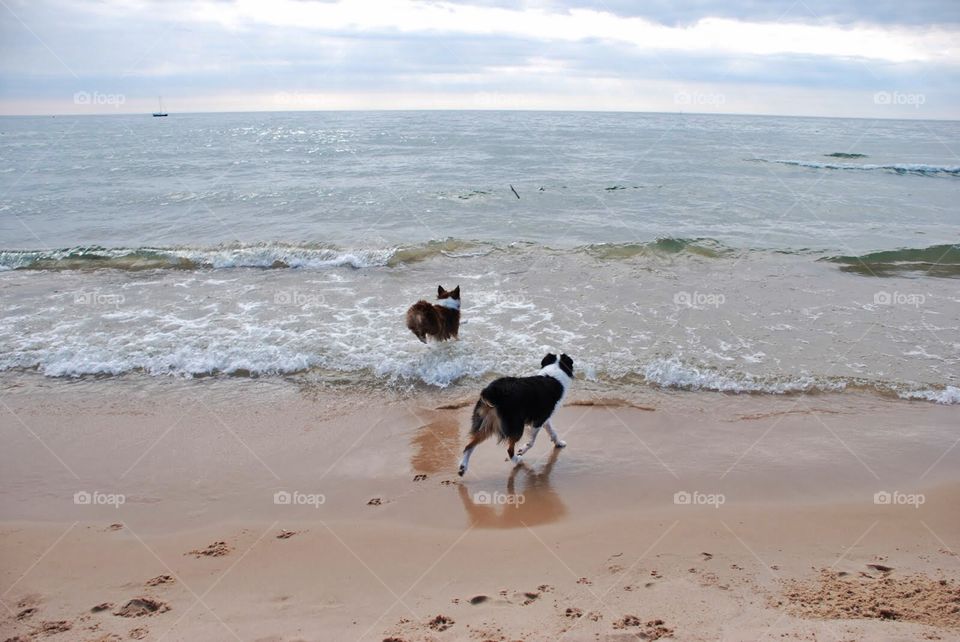 Dogs at the shore. Dogs playing at the shoreline 
