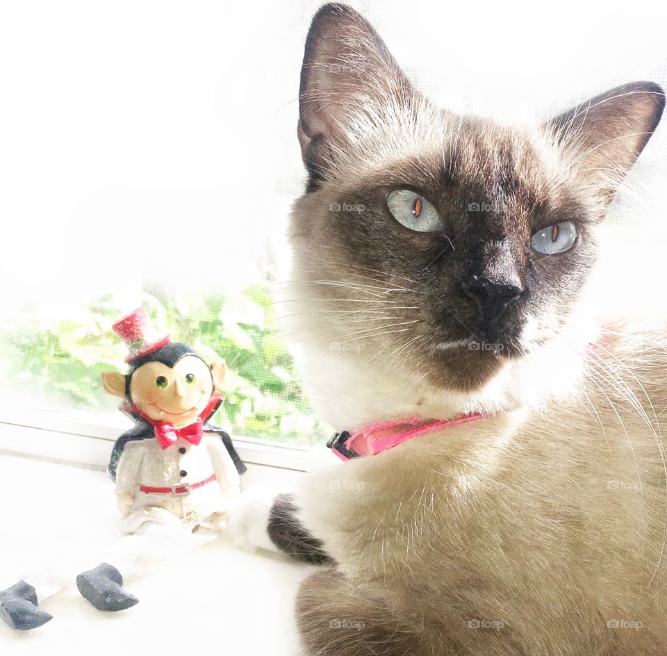 Leila on the Window seal