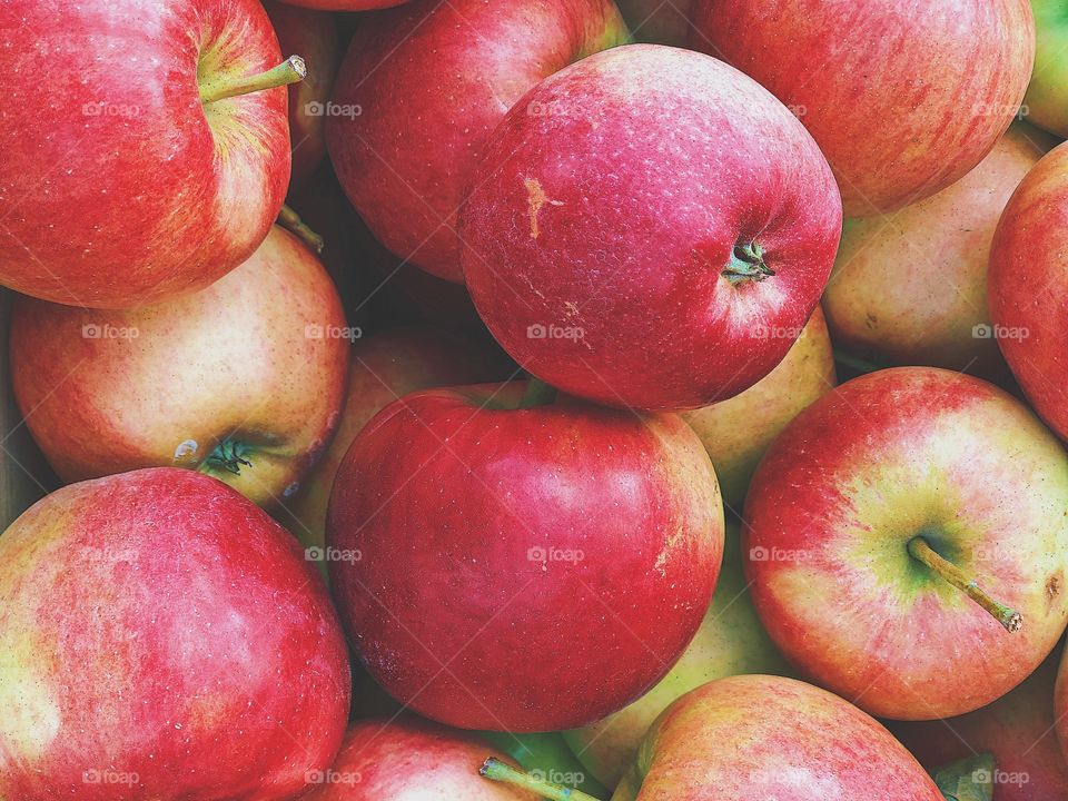 Portrait Of Apples, Apples In The Fall, Fall Time Apples, Autumn Apples In A Basket, Pile Of Apples, Apples Ready For Pie, Red Apples Piled Up