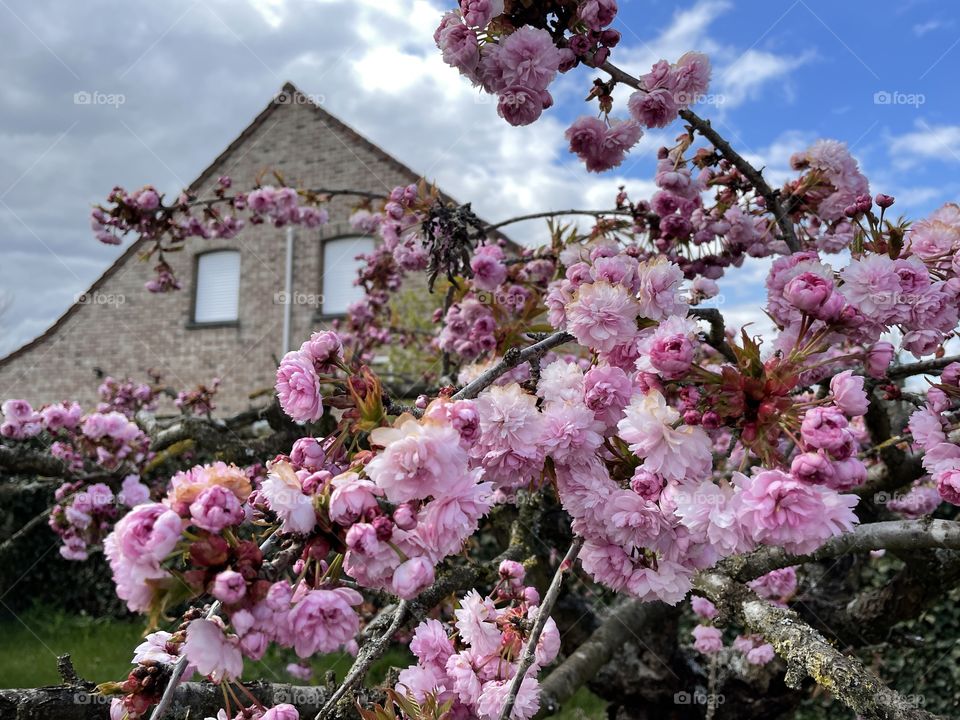 cherry blossom tree on the background of the house