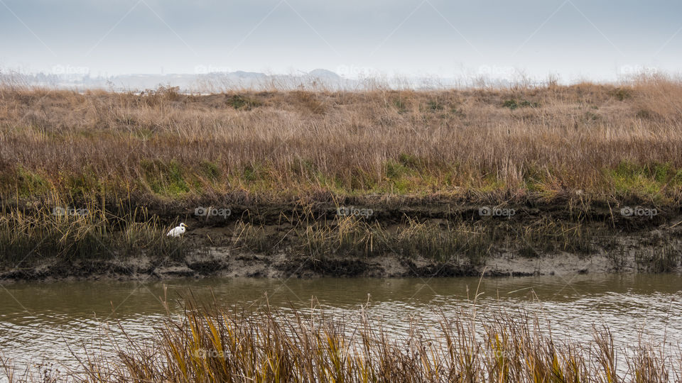 An Egret, foraging.