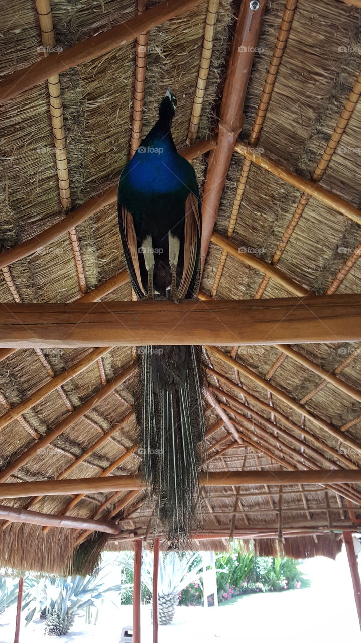 Wood, No Person, Roof, Wooden, Bird