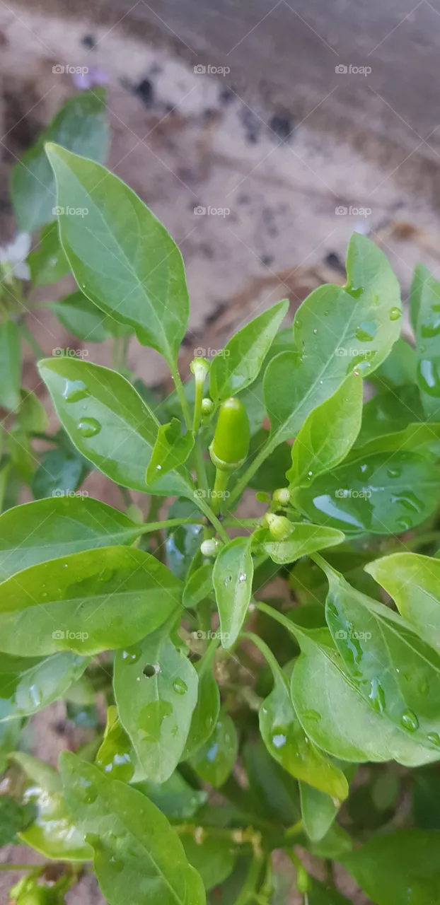 Pepper
