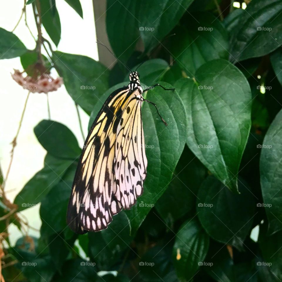 Better Butterfly 