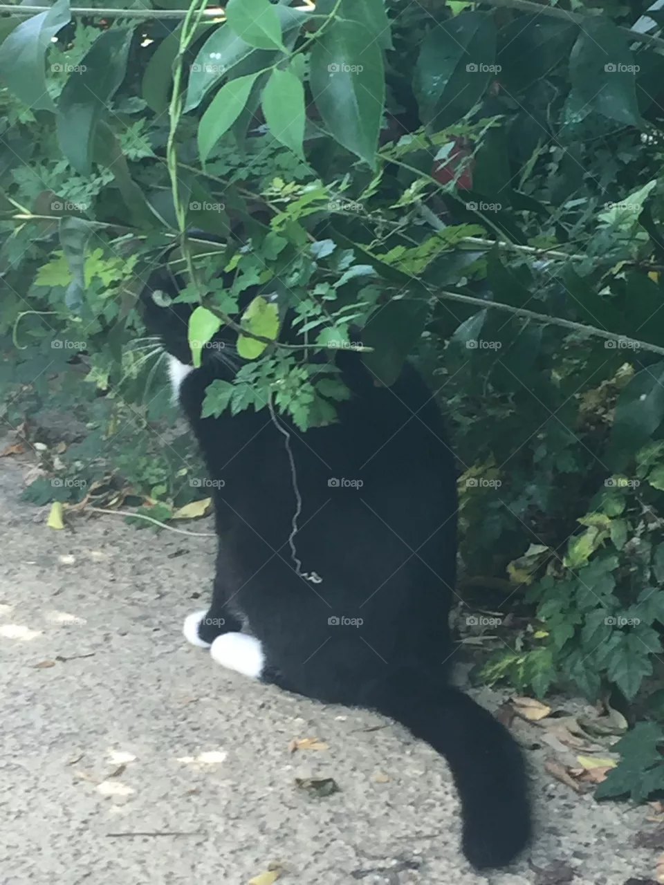 Tuxedo 