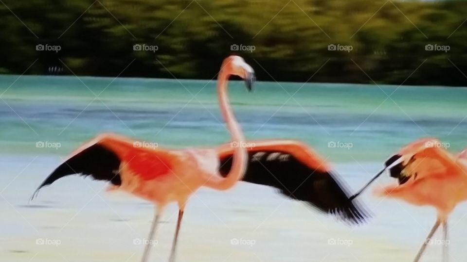 flamingo