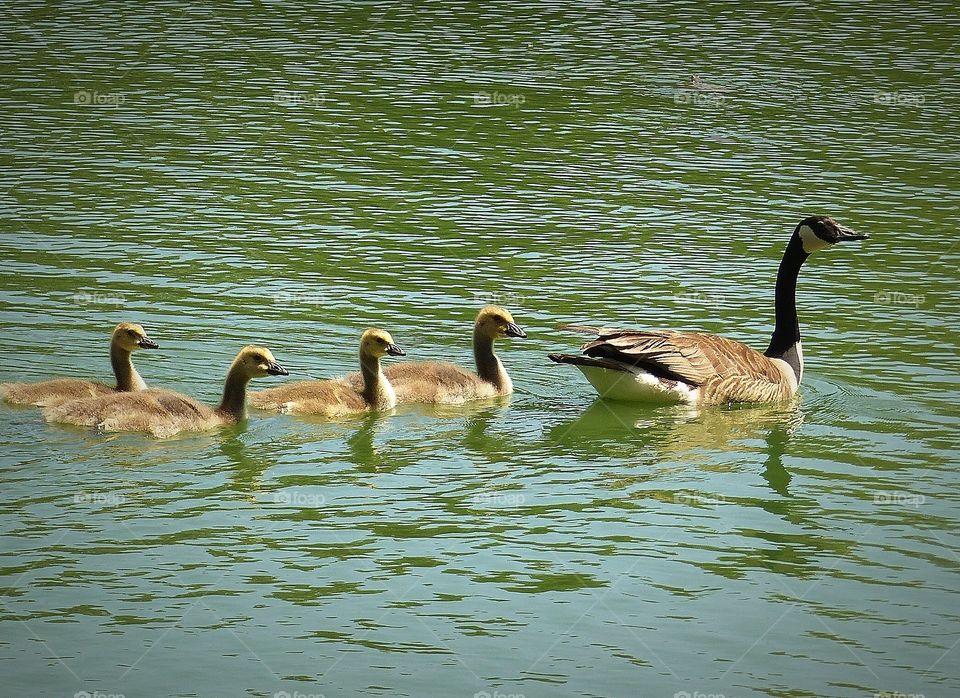 Goslings and goose swimming in lake