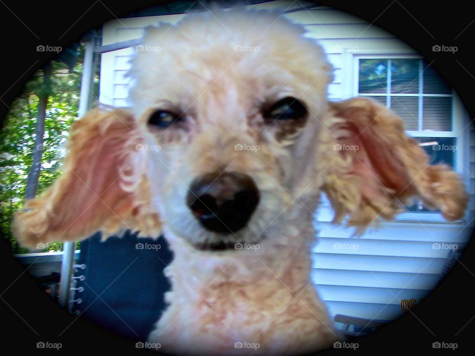 When a Dog Stares Take A Pic. My dog came out, sat on my lap & just stared at me. I was thinking maybe he wanted his photo taken! So I took it!