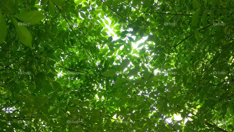 sunlight through leafs