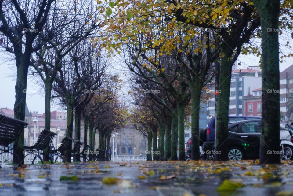 Trees#leaves#colors#rain#nature