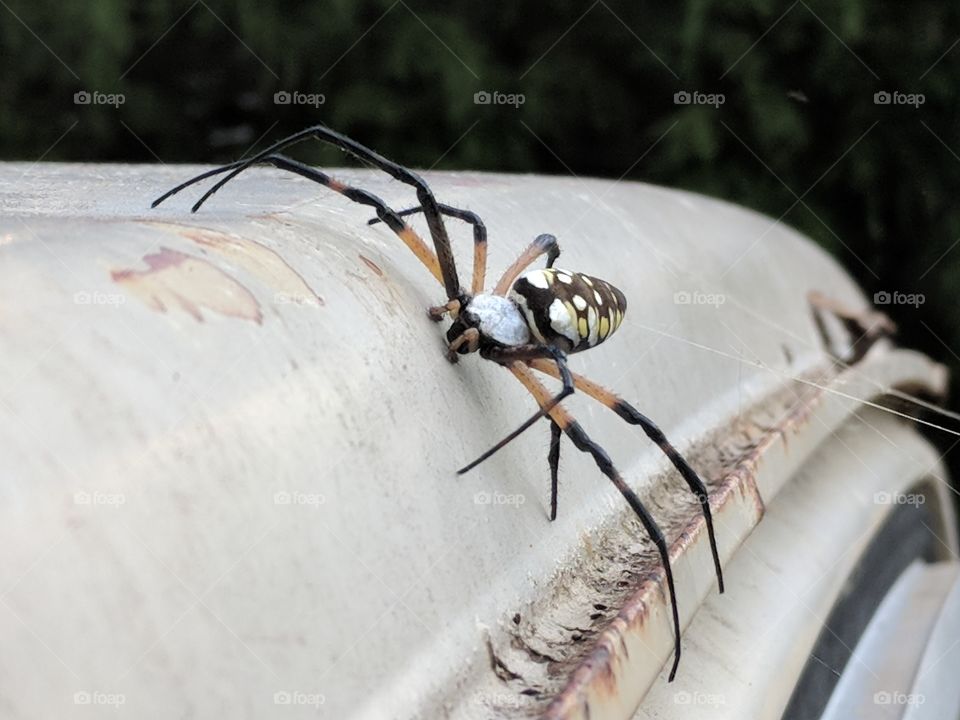 Closeup Of A Garden Spider
