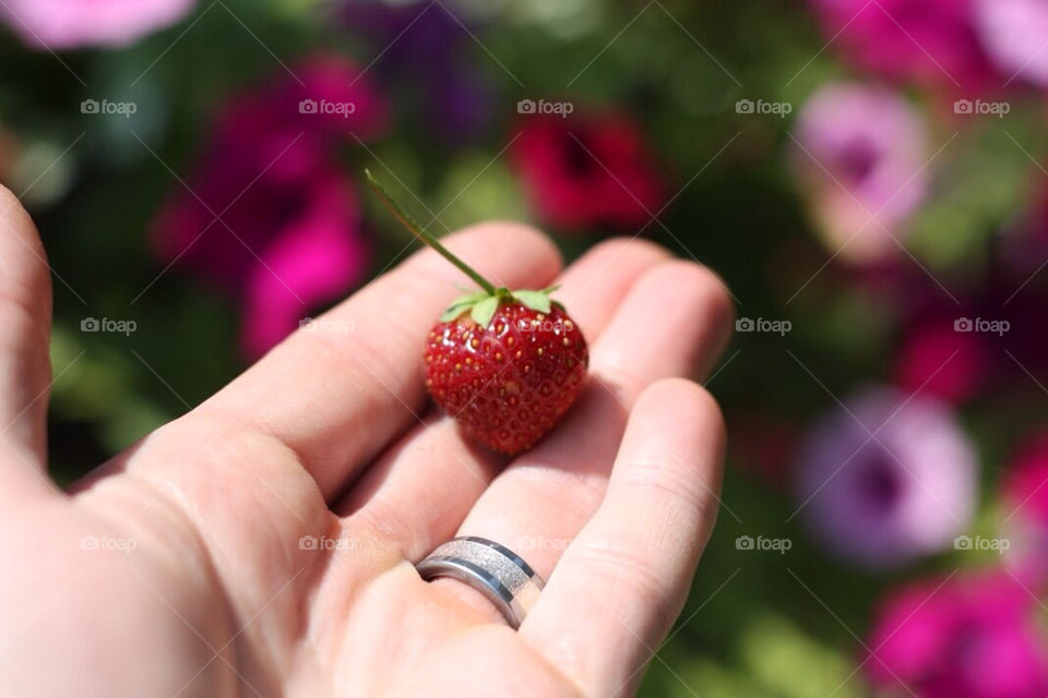 garden summer plant strawberry by voipakm
