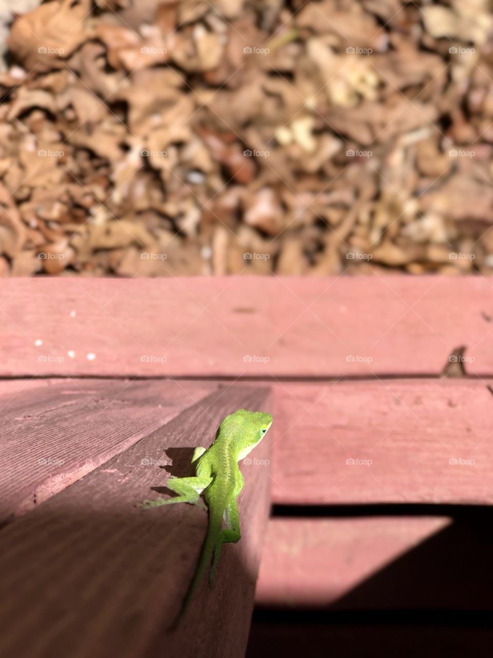 Bright green gecko lizard on front porch in sun 