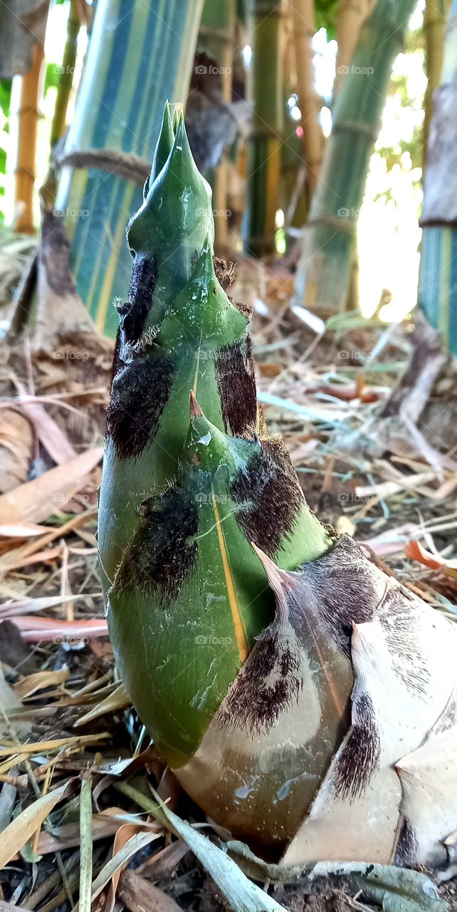 Buds of bambu