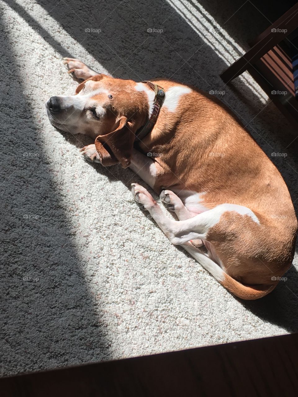 Laying in the sun 