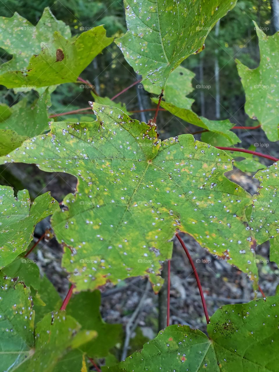 close up of green Maple Leaf on a tree