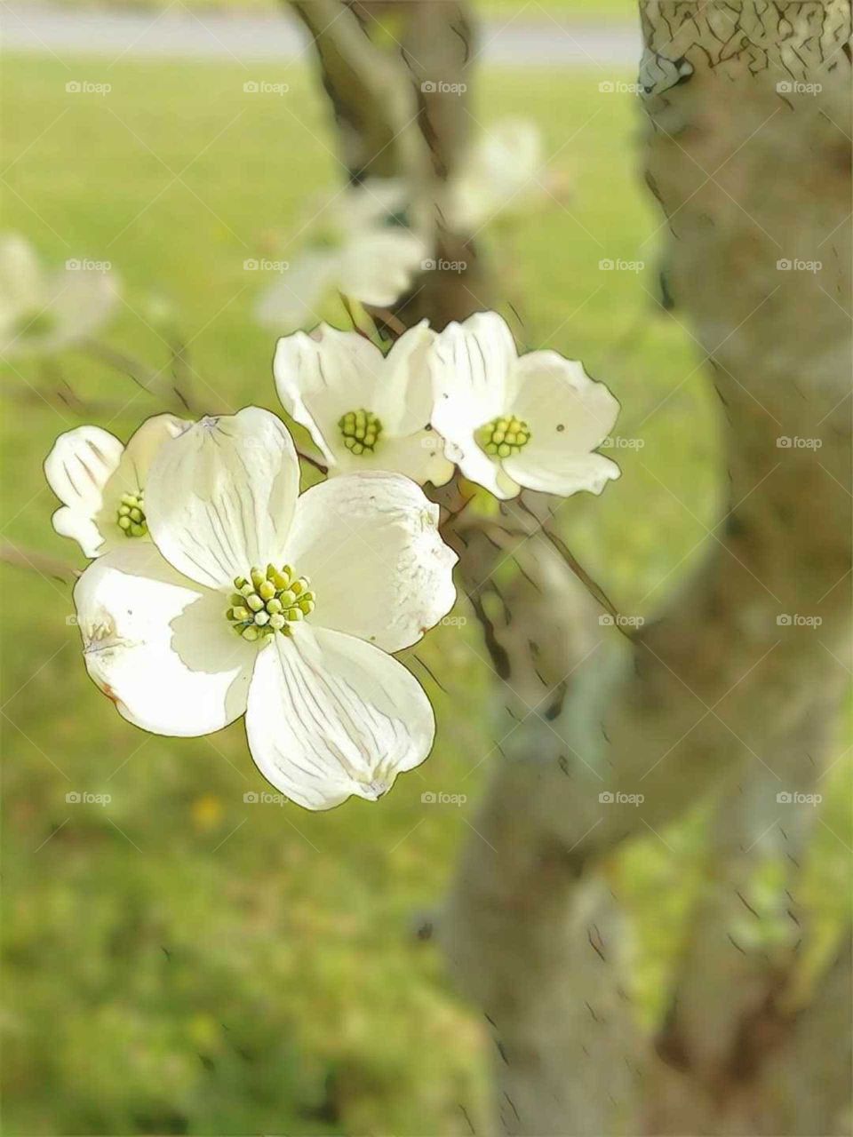 dogwood tree