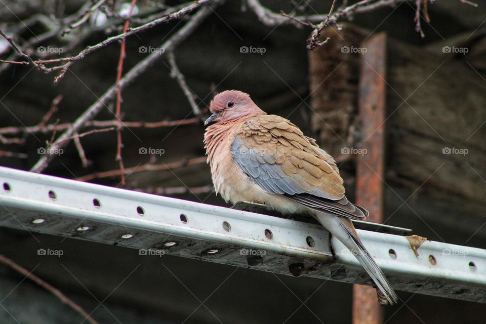 brown Asian pigeon sitting on a perch