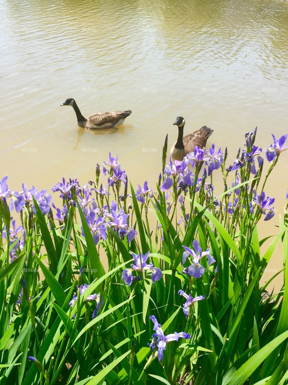 Canadian geese with irises