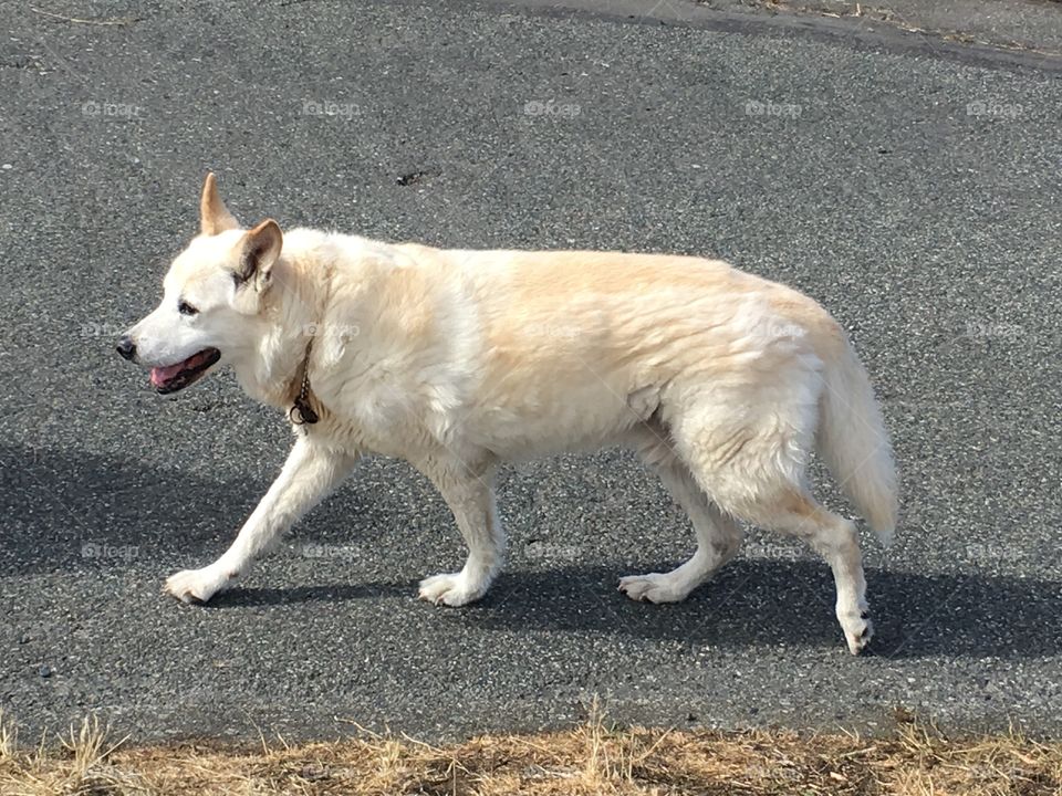 Happy dog on my path