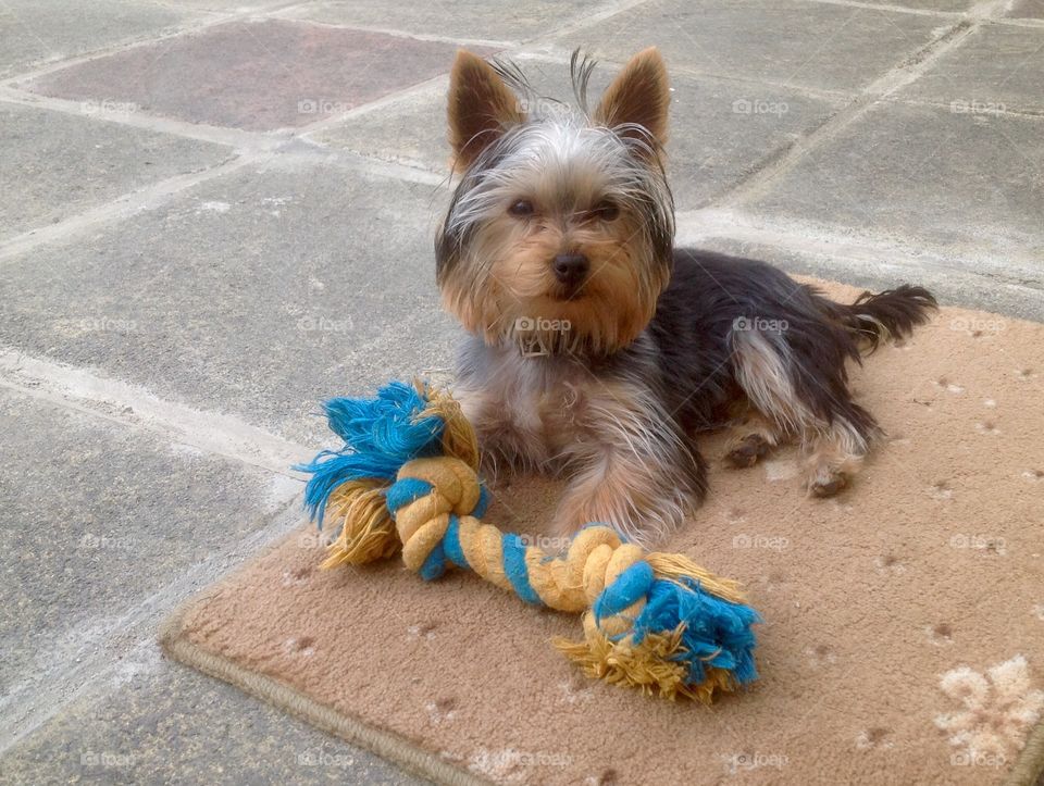 Portrait of cute dog