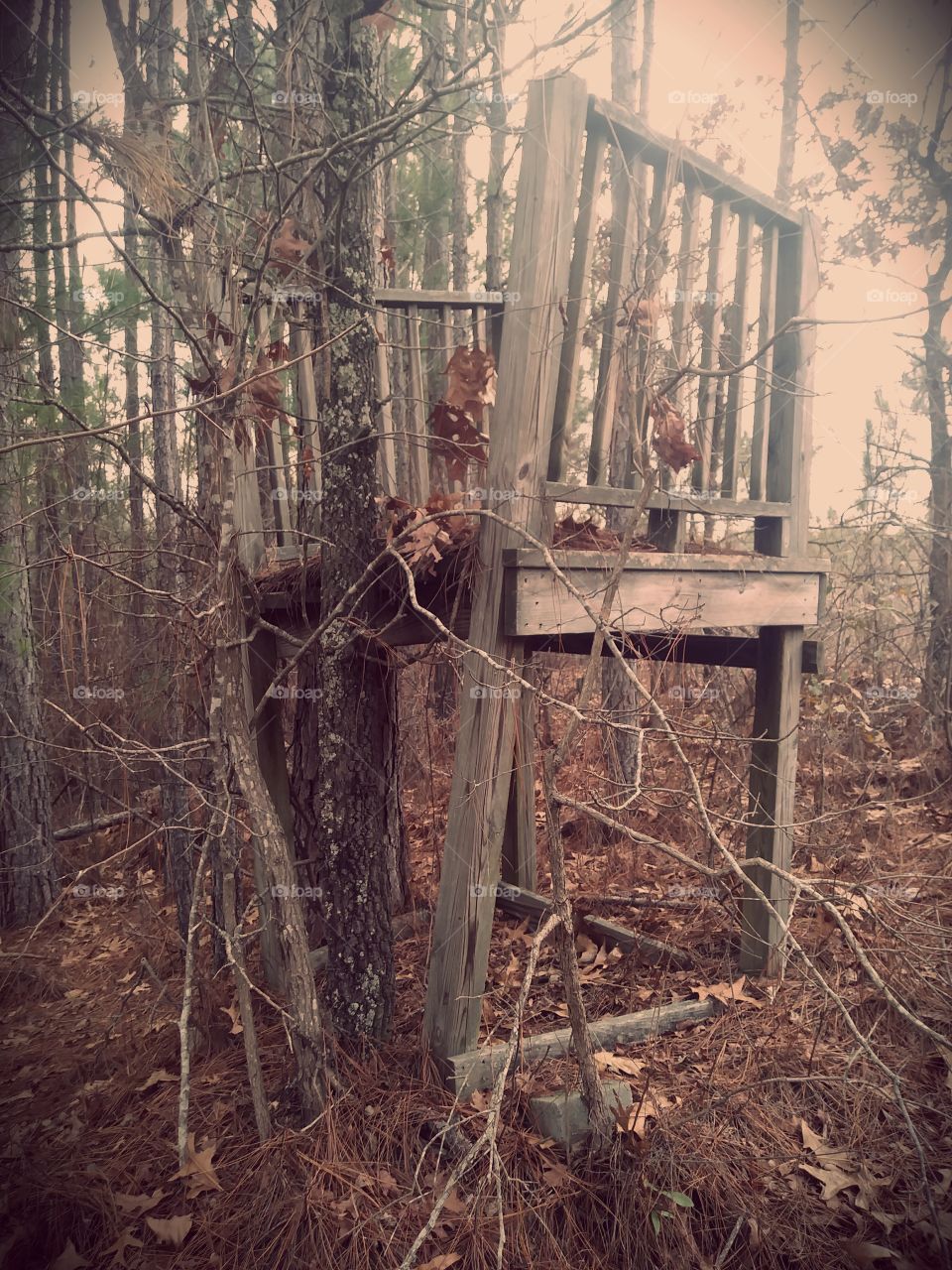 Wreckage in the Woods