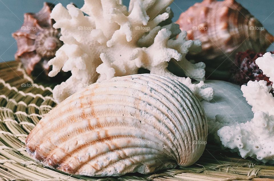 Variety of seashells on wicker