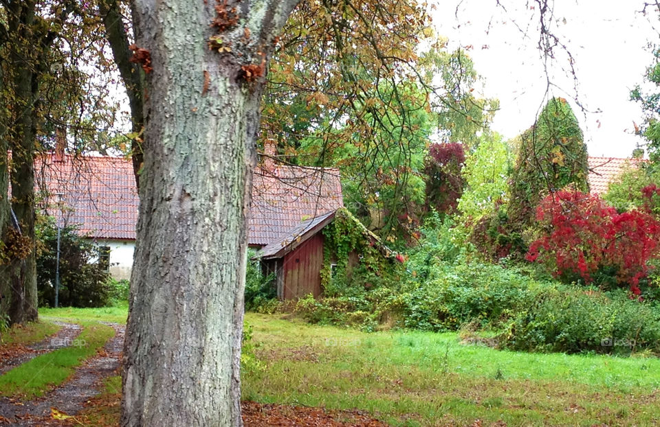 green garden red trees by cabday