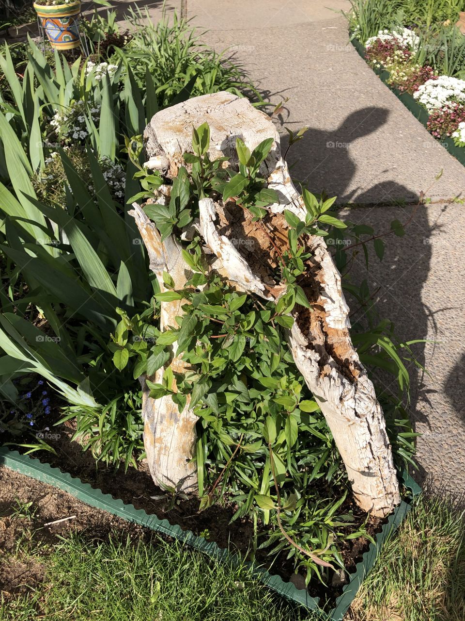 Growth out of a log