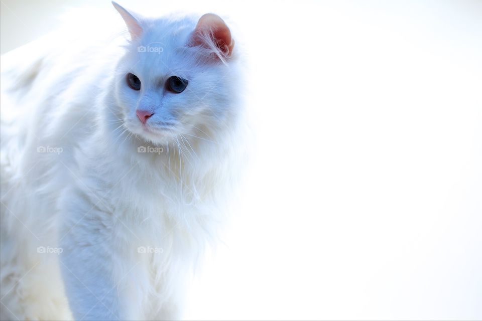 Close-up of white norwegian forest cat