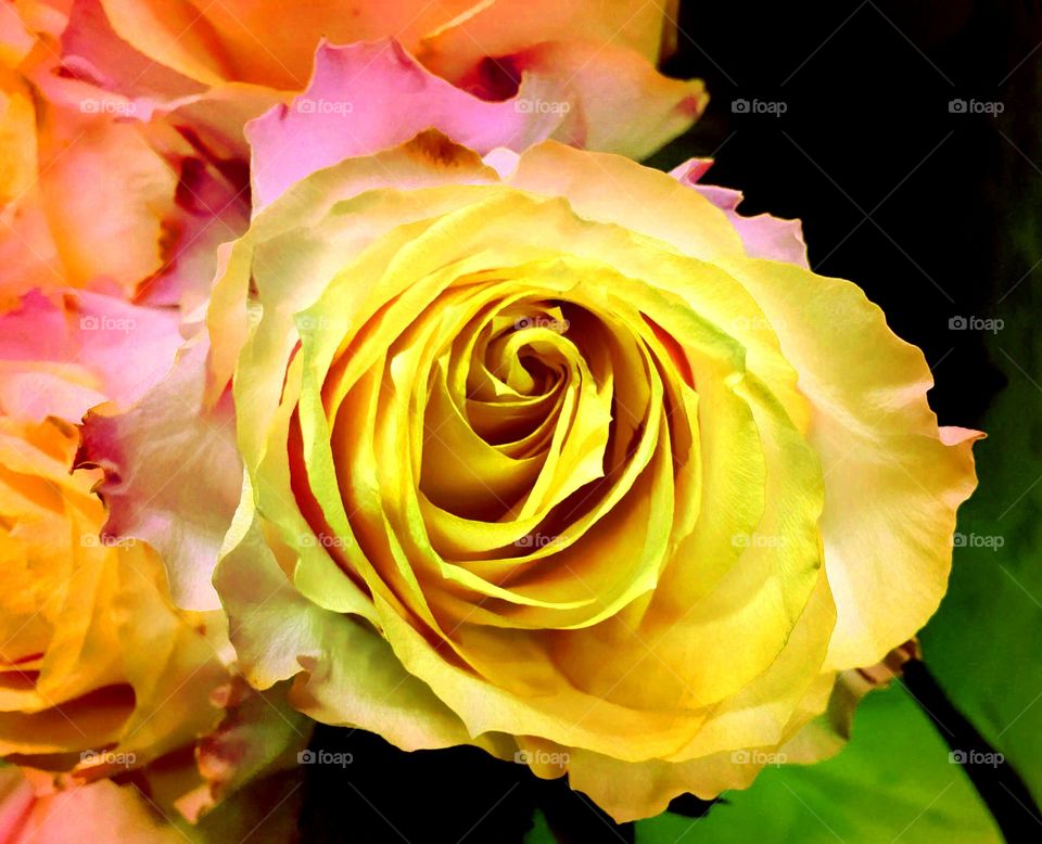 Yellow rose
