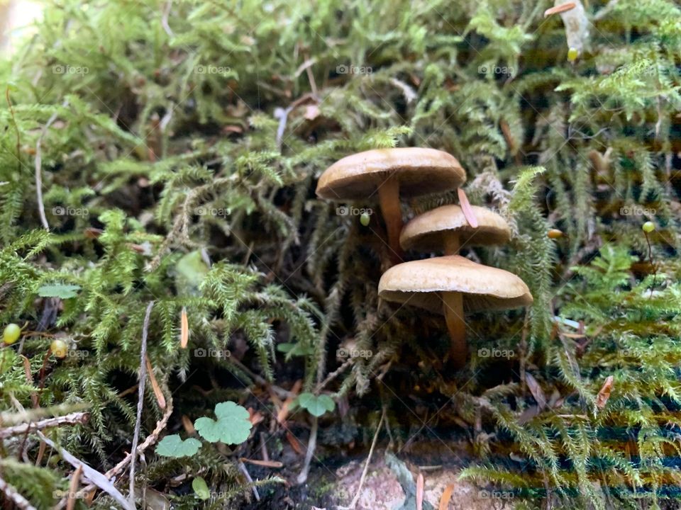 3 little mushrooms