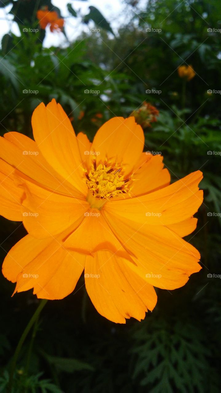 Nature, No Person, Flower, Summer, Flora