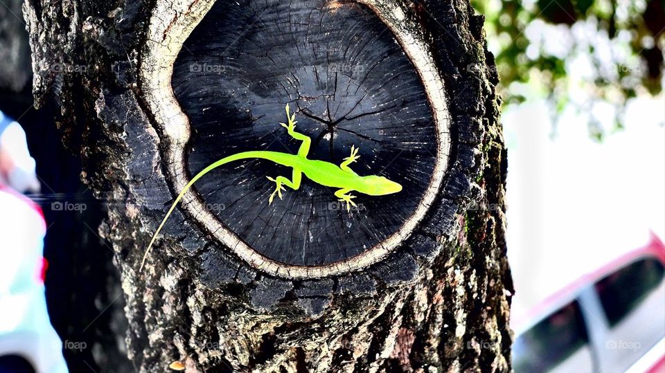 Green gecco lizzard
