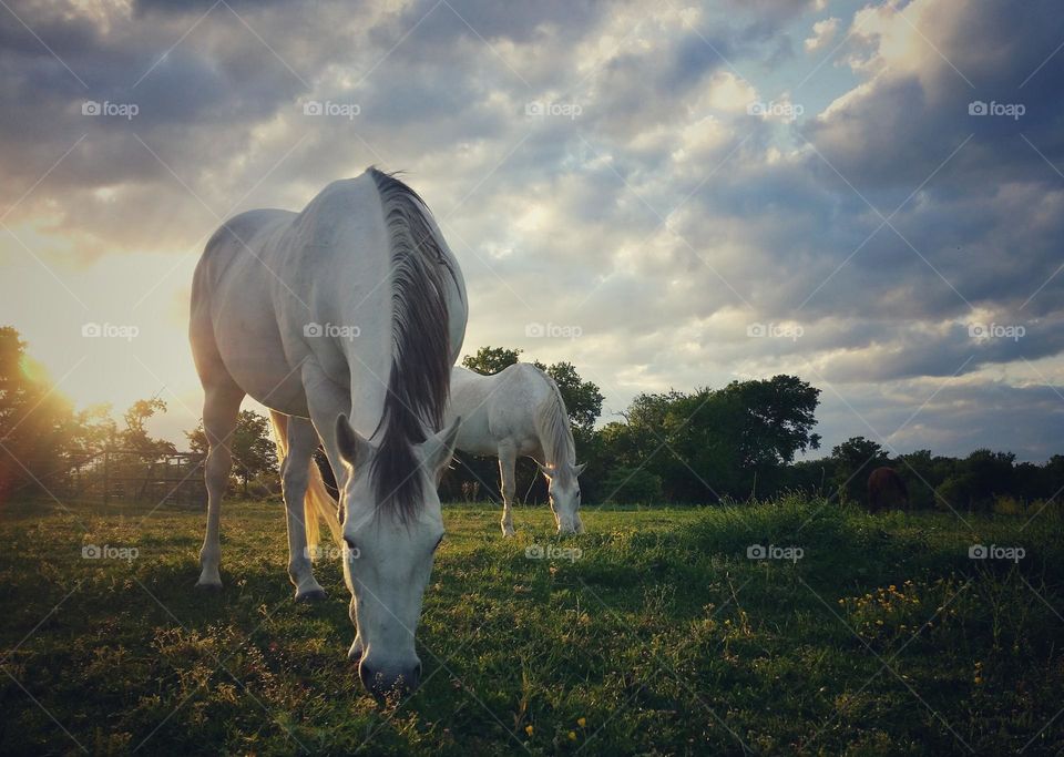 Cloud Filled Sky at Sunset with Horses Grazing in a Spring Pasture