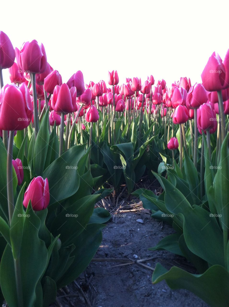 Tulip, Flower, Easter, Nature, Flora