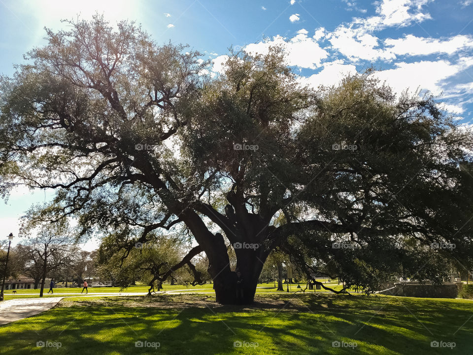 Beautiful mature live oak tree on a partly cloudy sunny day. The sun shines down from the left casting a shadows of it's unique branches and limbs.  If you look closely the true size of the tree is made clearer by the adult man standing under it.