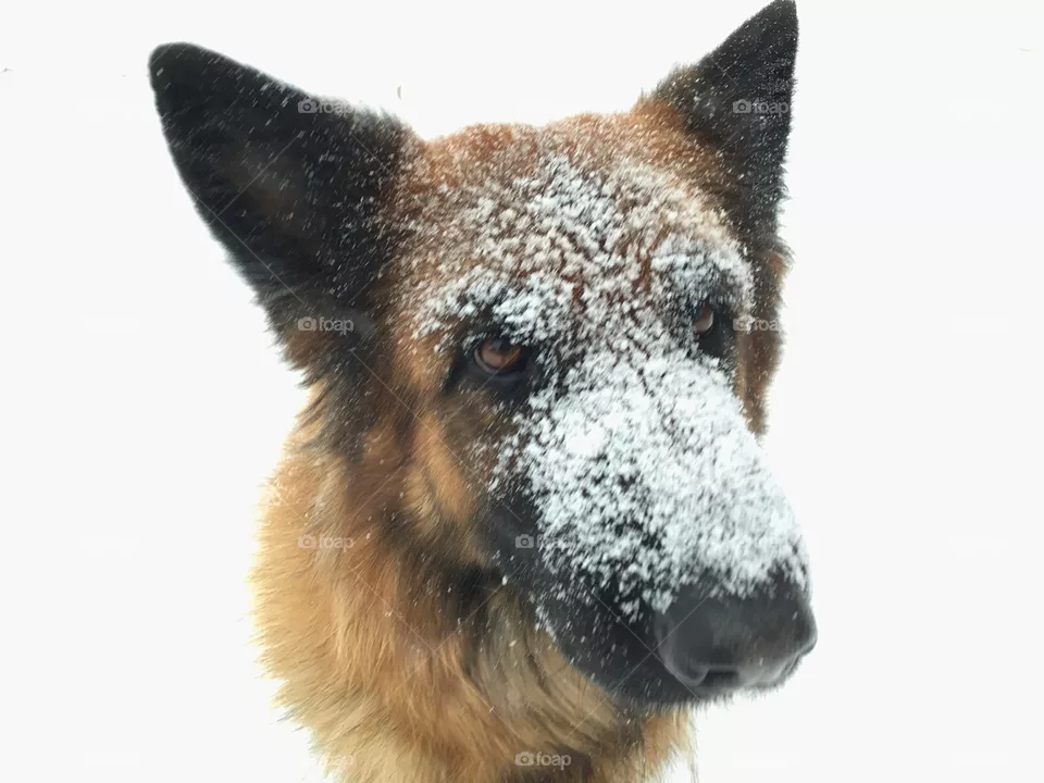 Dogs 