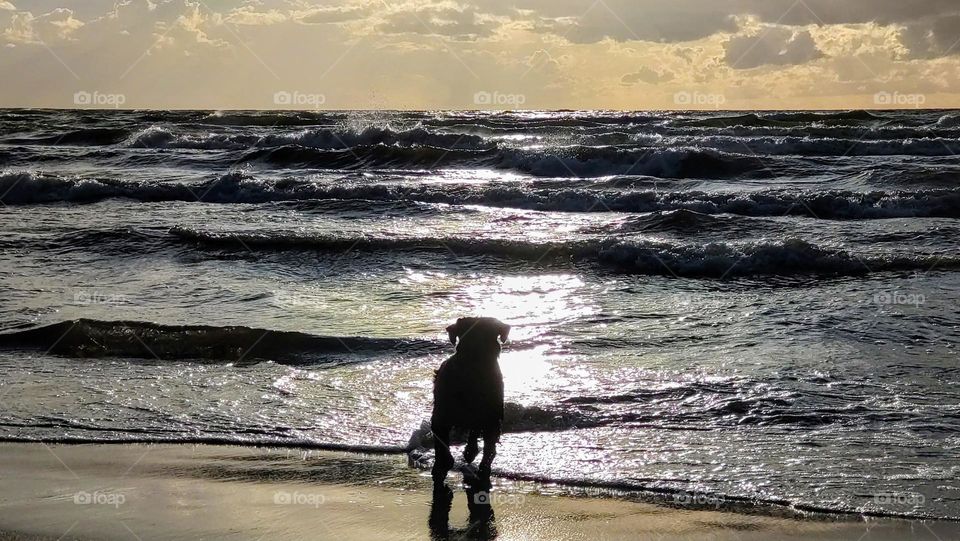 The beach. Sunset. The Dog