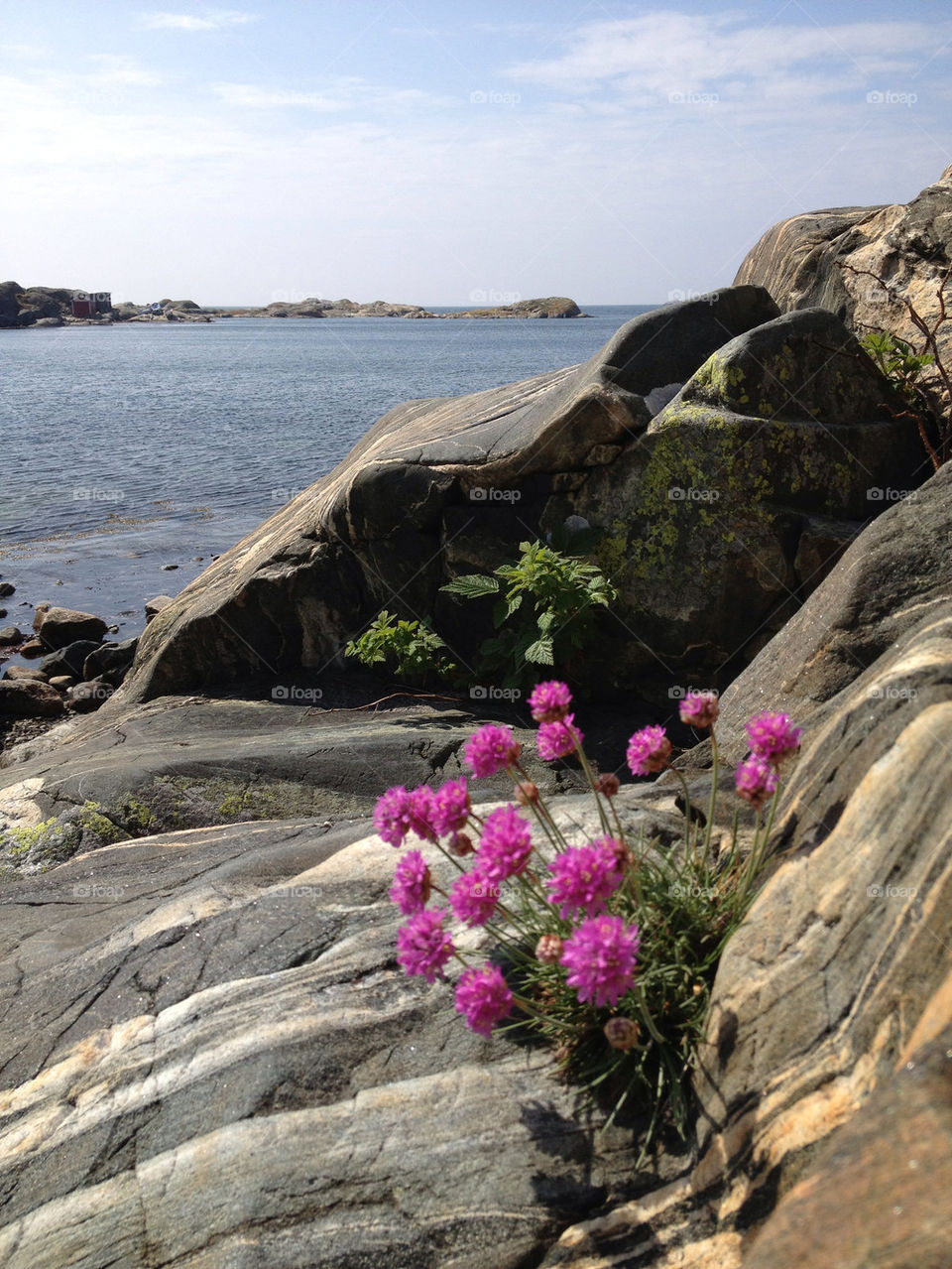 Flowering plant growing on rocks