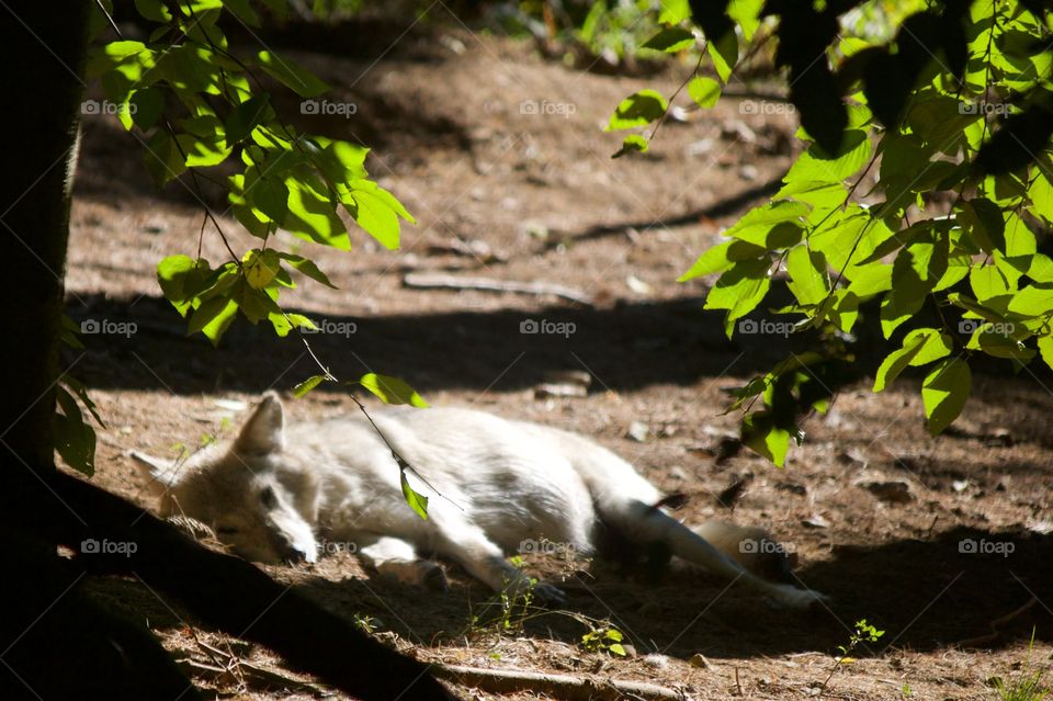 Wolf resting in the forest 